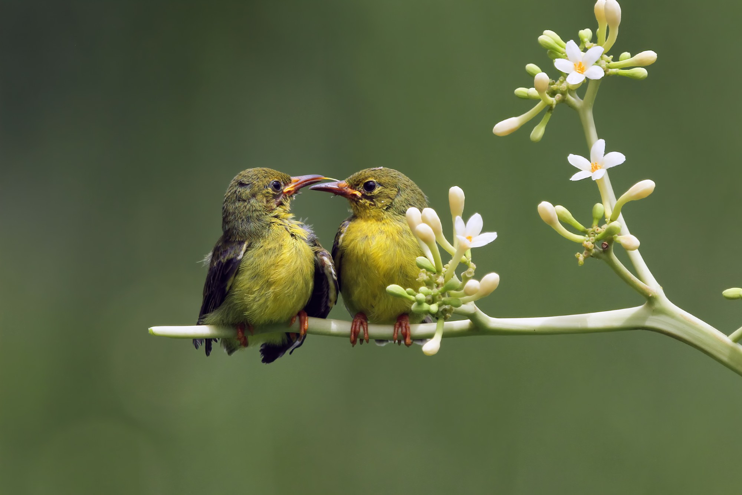 Cinta Sejati di Alam Liar: 6 Jenis Burung yang Setia Seumur Hidup