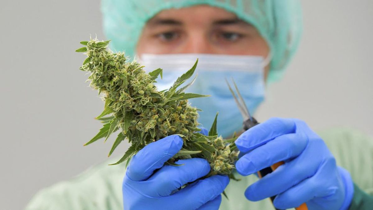 Legalisasi Ganja Medis di Indonesia Pro Kontra dan Manfaat Kesehatan