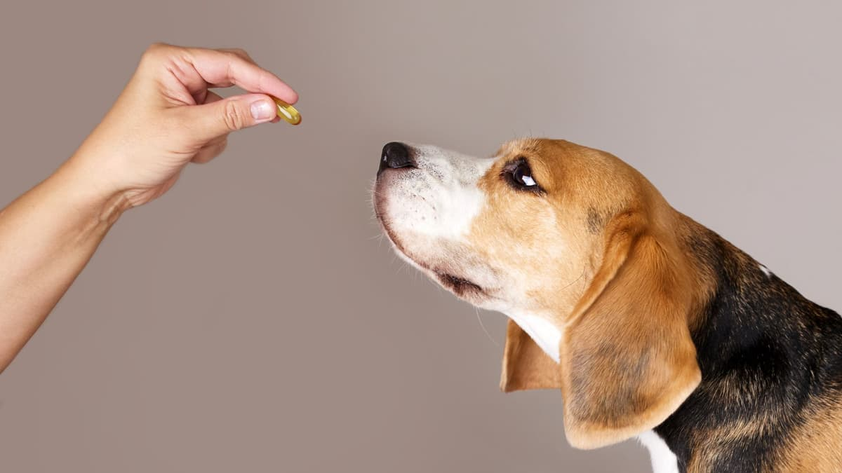 Obat untuk Memperpanjang Umur Anjing Akan Hadir pada 2026