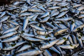 Rutin Makan Ikan Teri dan Sarden Selama 1–3 Kali Sebulan, Bisa Bantu Kamu Turunkan Risiko Kematian Dini dan Cegah kanker