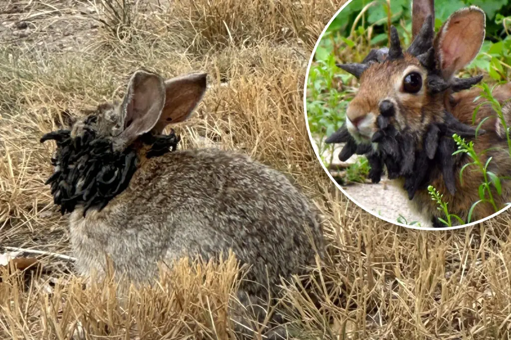 Disebut “Zombie Rabbit”, Kelinci Liar di Amerika Ditemukan Dengan Tanduk Hitam di Wajahnya