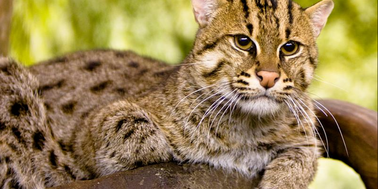 Mengenal Ras Kucing Khas Indonesia yang Unik dan Langka