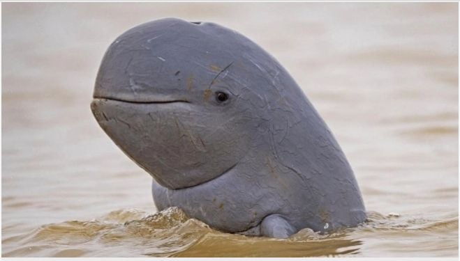 Populasi Pesut Mahakam Kian Menipis, Hanya Tersisa 62 Ekor di Alam Liar